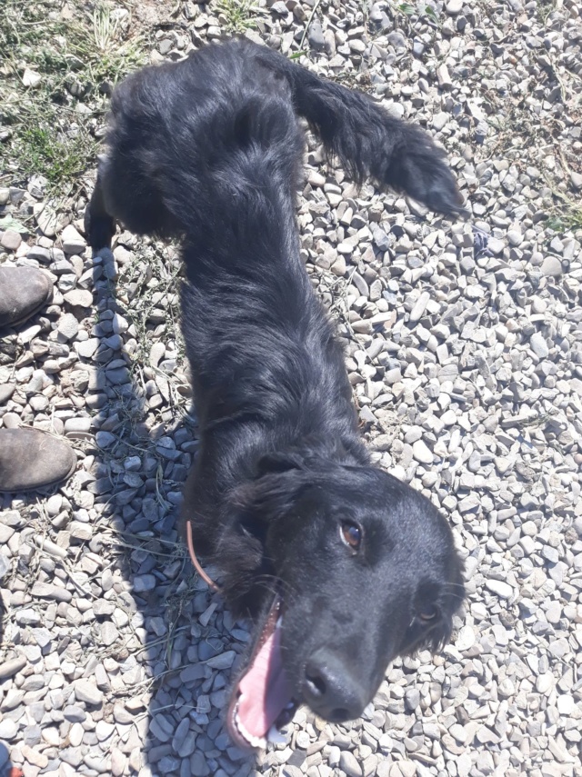 MARLEY (ex BUBO), mâle, taille moyenne, croisé setter, né environ en juillet 2017 - (Pascani) - REMEMBER ME LAND - Adopté par Viviane (57) Bubo210