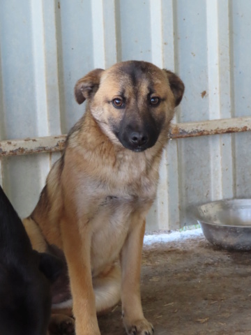 FREYJA (ex CARLA) - chiot femelle, de taille petite à moyenne à l'âge adulte - née environ en octobre 2022 - (Centre RM Pascani en Roumanie) - Adoptée par Christina (91) Carla_10