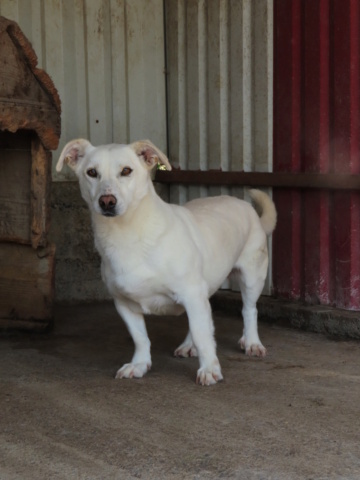 CASABLANCA - !! + PLUS DE 4 ANS DE BOX !! femelle, taille petite à moyenne, née environ janvier 2017 - REMEMBER ME LAND - Page 3 Casabl11