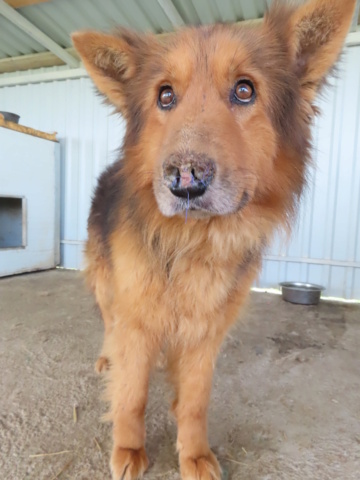 REXX (ex DUMBLEDORE) - mâle berger allemand, de grande taille, né environ en juin 2011 - (Centre RM Pascani en Roumanie) - ADOPTE PAR LILIANE (53) Dumble13