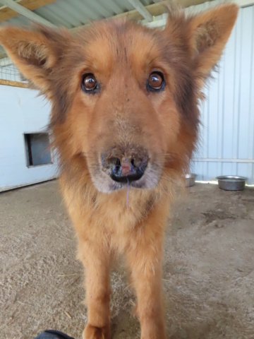 REXX (ex DUMBLEDORE) - mâle berger allemand, de grande taille, né environ en juin 2011 - (Centre RM Pascani en Roumanie) - ADOPTE PAR LILIANE (53) Dumble15