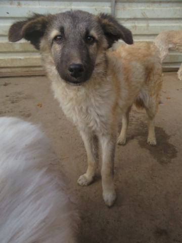 SUKI (ex EBOSHI) - chiot femelle , de taille moyenne à l'âge adulte - née environ en avril 2022 - REMEMBER ME LAND - En famille d'accueil chez Céline (dpt 06) - Adoptée par Sophie (06) Eboshi14