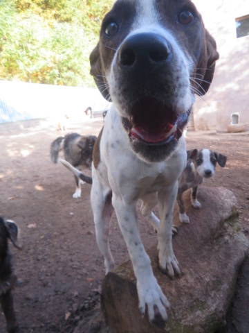 GAROSH - chiot mâle, typé amstaff, de taille moyenne à l'âge adulte - né environ en mars 2022 - REMEMBER ME LAND/DÉCÉDÉ Garosh14