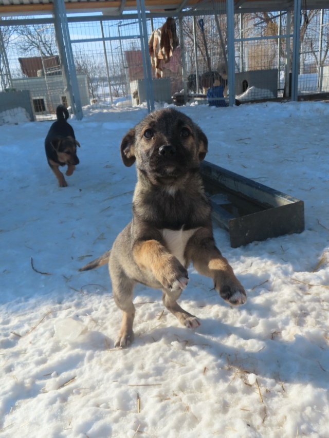 hedona - HEDONA - adorable et gentil chiot femelle, de taille moyenne à l'âge adulte -  née environ en octobre 2023 - REMEMBER ME LAND En fa chez Gaelle (88)- Adoptée par Illona (depart57)  Hedona11