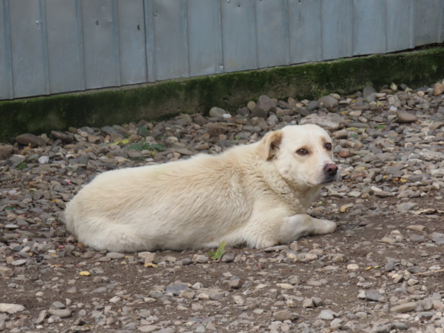 kiro - KIRO - mâle, de taille moyenne - né environ en juillet 2018 - REMEMBER ME LAND Kiro_110