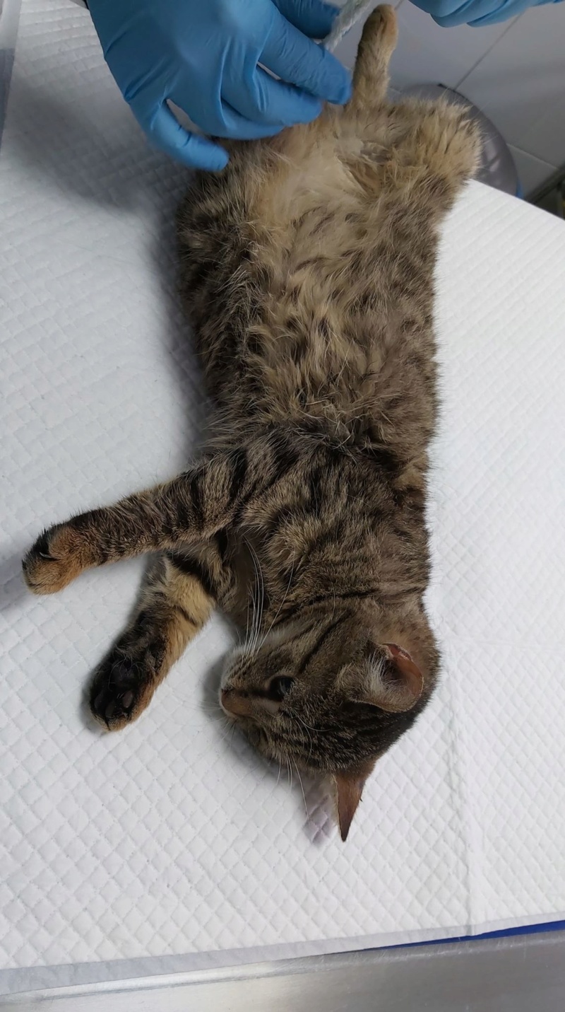 SCUMPI (ex KIWI) - chaton femelle, née environ novembre 2019 - PASCANI -  Adoptée par Maëlle et Corentin (78) Kiwi10