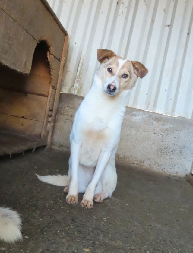 LOTTIE !! + de 3 ans de box !! femelle, de taille petite à moyenne - née en décembre 2018 - (fourrière de Roman) - REMEMBER ME LAND Lottie19