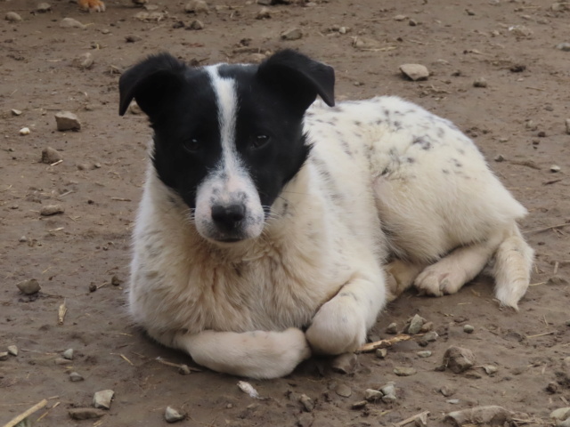 MARA - chiot femelle de taille moyenne à l'âge adulte - née environ en mai 2023 - REMEMBER ME LAND Mara_111