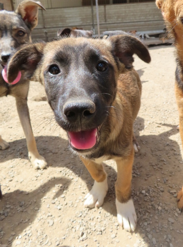 KIARA (ex MARINETTE) - chiot femelle, de taille moyenne à l'âge adulte - née environ en mars 2023 - (Centre RM Pascani en Roumanie)/ Adoptée par Jacques (83) Marine10