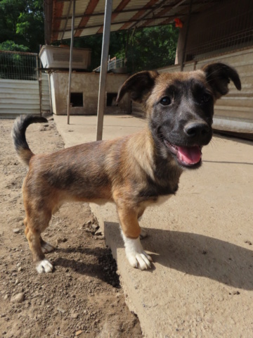 KIARA (ex MARINETTE) - chiot femelle, de taille moyenne à l'âge adulte - née environ en mars 2023 - (Centre RM Pascani en Roumanie)/ Adoptée par Jacques (83) Marine24