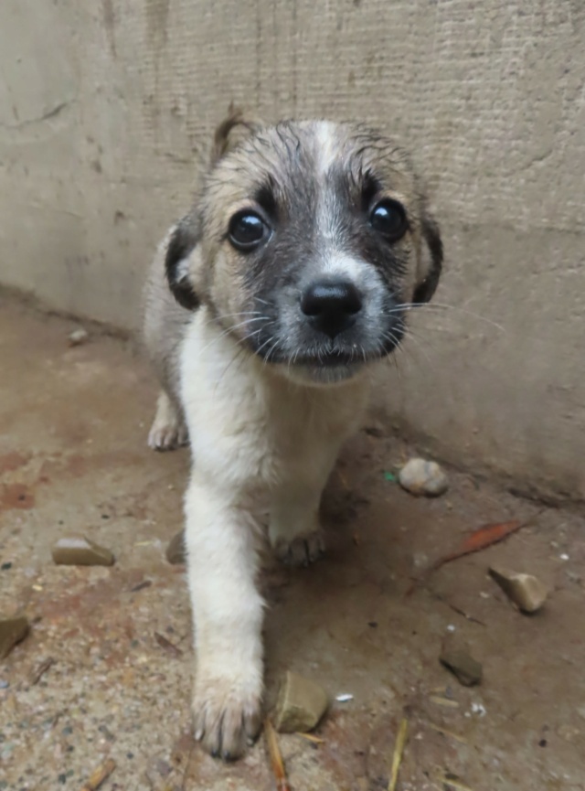 MIELA - chiot femelle, de petite taille à l'âge adulte - née environ en mai 2024 - REMEMBER ME LAND - RESERVEE ADOPTION PAR Marie (57) Miela_10