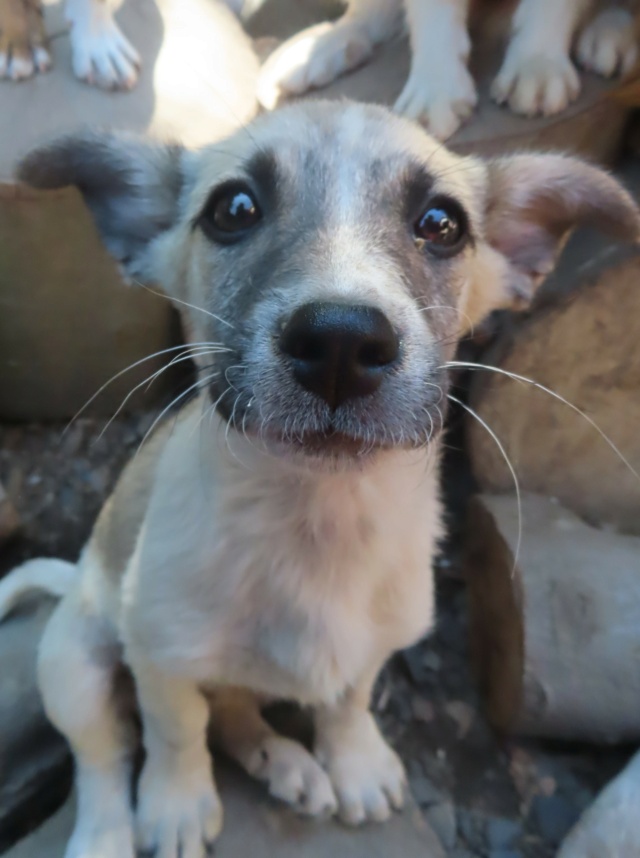 MIELA - chiot femelle, de petite taille à l'âge adulte - née environ en mai 2024 - REMEMBER ME LAND - RESERVEE ADOPTION PAR Marie (57) Miela_16