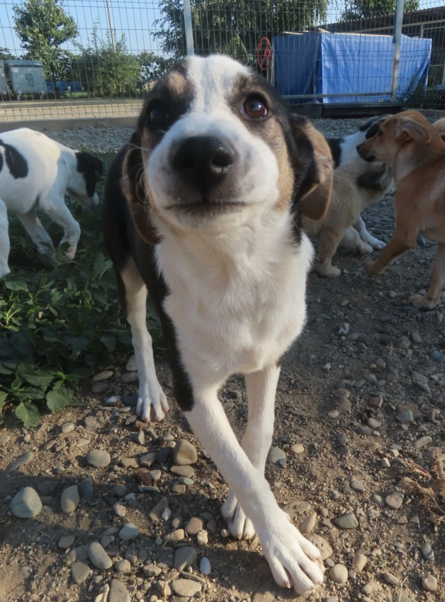 MILLICENT - chiot femelle, de taille moyenne à l'âge adulte - née environ en mai 2024 - (Centre RM Pascani en Roumanie) - RÉSERVÉE ADOPTION PAR Theo et Mathilde (22)  Millic19