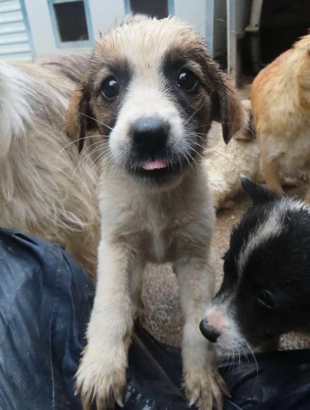 MYRTILLE - chiot femelle, de taille moyenne à l'âge adulte - née environ en mai 2024 - REMEMBER ME LAND - Adoptée par Enora et Guillaume (44) Myrtil17