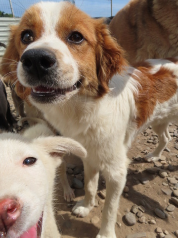 FLOYD (ex OCEARIAN) - chiot mâle, de petite taille à l'âge adulte - né environ en mars 2023 - REMEMBER ME LAND - Adopté par Yvan (68) Oceari22