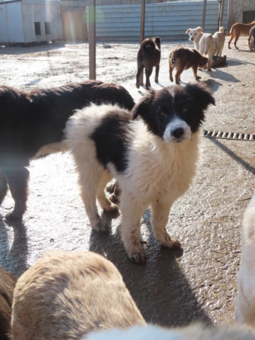 KALY (ex OTONA) - chiot femelle, de taille moyenne à l'âge adulte - née environ en octobre 2022 - REMEMBER ME LAND - Adoptée par Virginie (06) Otona_12