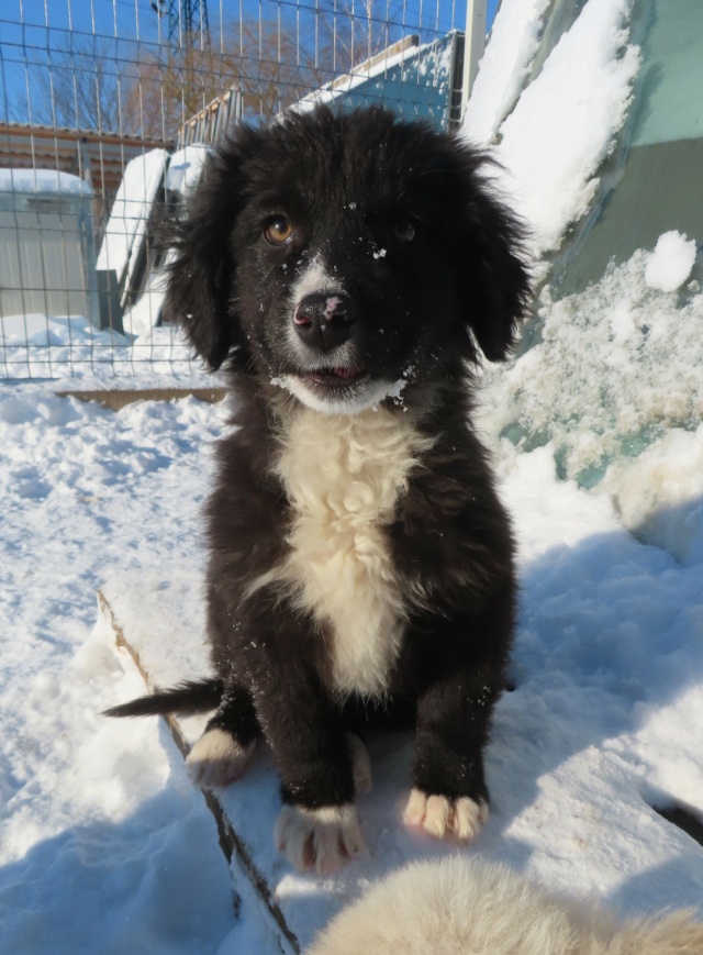 LUDO (ex OZGUR) - chiot mâle, typé border collie, de taille moyenne à l'âge adulte - né environ mi septembre 2023 - REMEMBER ME LAND - Adopté par Noura Bella (06)  Ozgur_11