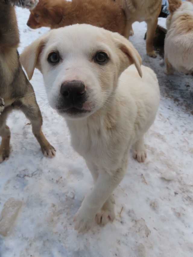 EVEREST (ex RAFFAELO) - chiot mâle, de taille moyenne à l'âge adulte - né environ en octobre 2023 - REMEMBER ME LAND - Adopté par Emmanuel (59) Raffae22