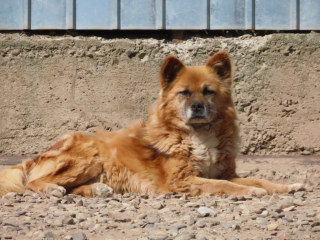 REESE - mâle, de petite à moyenne - né environ en mars 2016 - REMEMBER ME LAND - Adopté par Jacky (76) / de retour à l'adoption, finalement ils le gardent Reese_11