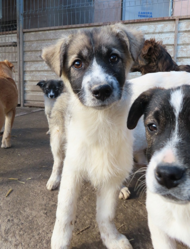 RITTER - chiot mâle, de petite taille à l'âge adulte - né environ en octobre 2022 - REMEMBER ME LAND - Adopté par Anna (77) Ritter21