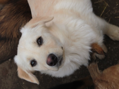 ROCKET (ex RUBAN) - chiot mâle, typé labrador, de taille moyenne à l'âge adulte - né environ en octobre 2022 - REMEMBER ME LAND - Adopté par Elodie (67) Ruban_12