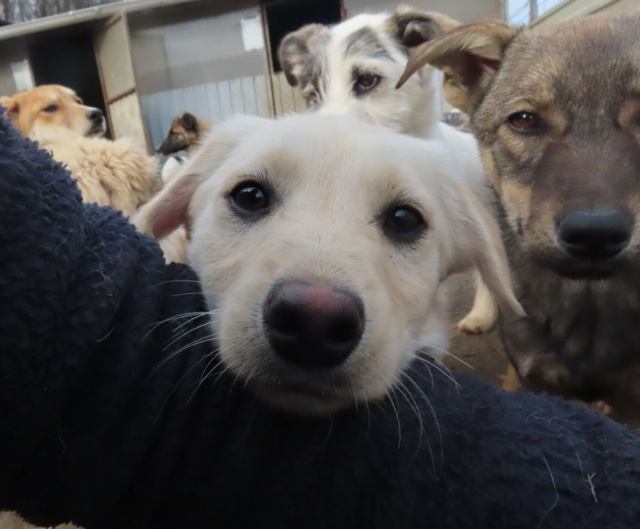 ROCKET (ex RUBAN) - chiot mâle, typé labrador, de taille moyenne à l'âge adulte - né environ en octobre 2022 - REMEMBER ME LAND - Adopté par Elodie (67) Ruban_20