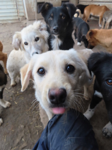 ROCKET (ex RUBAN) - chiot mâle, typé labrador, de taille moyenne à l'âge adulte - né environ en octobre 2022 - REMEMBER ME LAND - Adopté par Elodie (67) Ruban_22