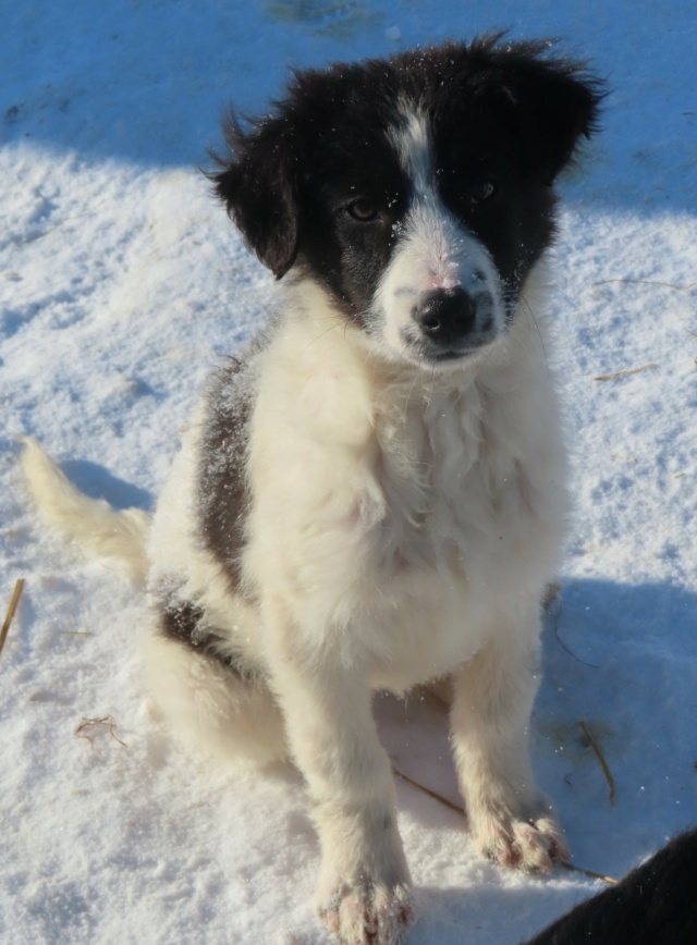 NAMI (ex SHALEEN) - chiot femelle, typée border collie, de taille moyenne à l'âge adulte - née environ mi septembre 2023 - REMEMBER ME LAND - Adoptée par Corentin (1457 - Belgique) Shalee10