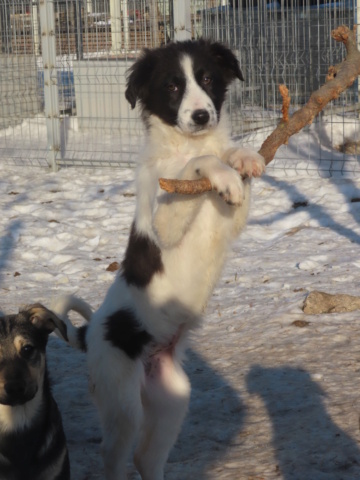 NAMI (ex SHALEEN) - chiot femelle, typée border collie, de taille moyenne à l'âge adulte - née environ mi septembre 2023 - REMEMBER ME LAND - Adoptée par Corentin (1457 - Belgique) Shalee17