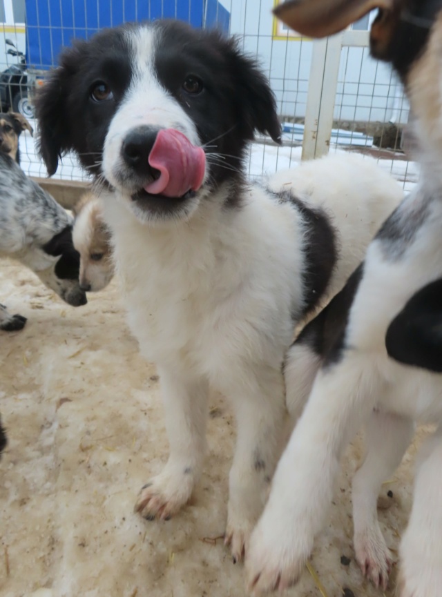 NAMI (ex SHALEEN) - chiot femelle, typée border collie, de taille moyenne à l'âge adulte - née environ mi septembre 2023 - REMEMBER ME LAND - Adoptée par Corentin (1457 - Belgique) Shalee21