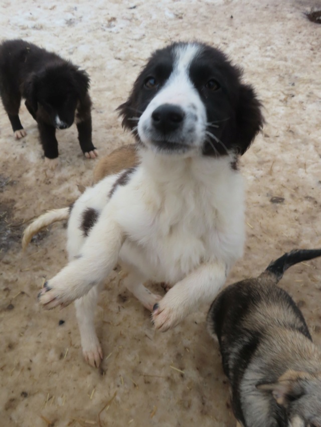 NAMI (ex SHALEEN) - chiot femelle, typée border collie, de taille moyenne à l'âge adulte - née environ mi septembre 2023 - REMEMBER ME LAND - Adoptée par Corentin (1457 - Belgique) Shalee27