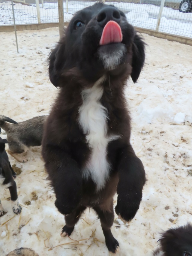 SUZANN - chiot femelle, typée border collie, de taille moyenne à l'âge adulte - née environ septembre 2023 - REMEMBER ME LAND - Adoptée par Steeve (21) Suzann22