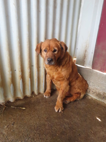 TEDDY - mâle, de taille petite à moyenne, née environ en janvier 2011 - REMEMBER ME LAND - ADOPTÉ PAR Nathalie (4287 - Belgique) Teddy_22