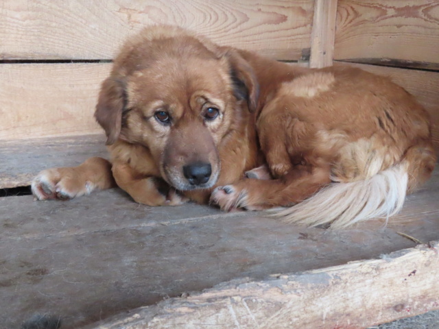 TEDDY - mâle, de taille petite à moyenne, née environ en janvier 2011 - REMEMBER ME LAND - ADOPTÉ PAR Nathalie (4287 - Belgique) Teddy_25