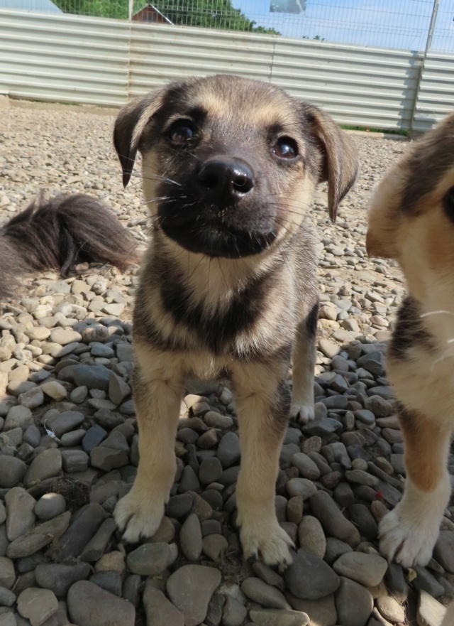 POLLY (ex TENORA) - chiot femelle, de taille moyenne à l'âge adulte - née environ en mars 2023 - REMEMBER ME LAND - Adoptée par Noah (31) Tenora12