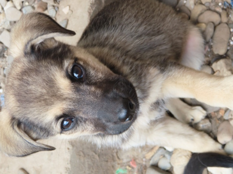 POLLY (ex TENORA) - chiot femelle, de taille moyenne à l'âge adulte - née environ en mars 2023 - REMEMBER ME LAND - Adoptée par Noah (31) Tenora13