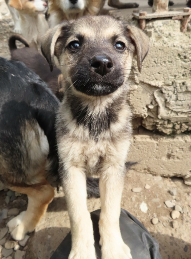 POLLY (ex TENORA) - chiot femelle, de taille moyenne à l'âge adulte - née environ en mars 2023 - REMEMBER ME LAND - Adoptée par Noah (31) Tenora16