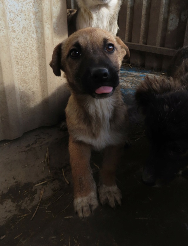 TESSA - chiot femelle, de taille moyenne à l'âge adulte - née environ en octobre 2022 - REMEMBER ME LAND/RÉSERVÉE ADOPTION PAR Fiona (départ78)/DÉCÉDÉE Tessa_13