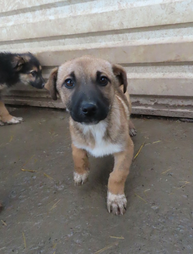 TESSA - chiot femelle, de taille moyenne à l'âge adulte - née environ en octobre 2022 - REMEMBER ME LAND/RÉSERVÉE ADOPTION PAR Fiona (départ78)/DÉCÉDÉE Tessa_24