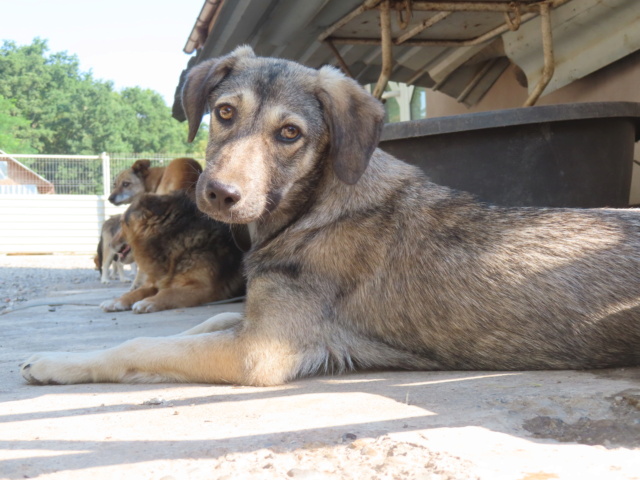 TEXAS - chiot femelle, de taille petite à moyenne à l'âge adulte - née environ en février 2023 - REMEMBER ME LAND/ Adoptée par Gaelle (depart02) Texas_22