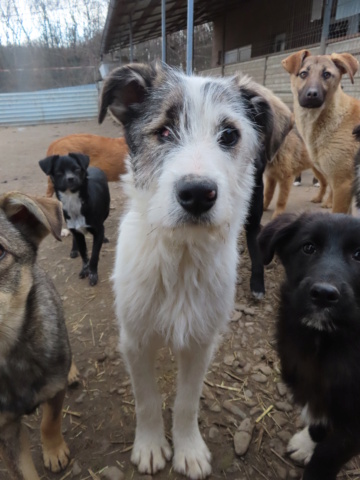 LEFTY (ex TIBURON) - chiot mâle borgne, de taille moyenne à l'âge adulte - né environ en août 2022 - REMEMBER ME LAND - Adopté par Manon (10)  Tiburo10