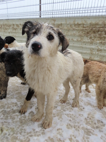 LEFTY (ex TIBURON) - chiot mâle borgne, de taille moyenne à l'âge adulte - né environ en août 2022 - REMEMBER ME LAND - Adopté par Manon (10)  Tiburo11