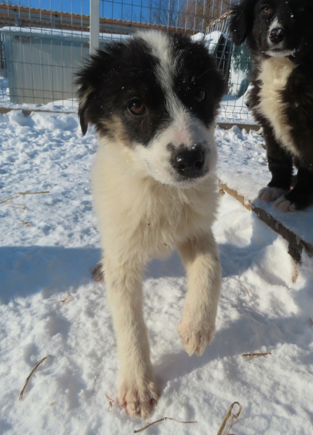 TOPAZE - chiot femelle, typée croisée border collie, de petite taille à l'âge adulte - née environ en septembre 2023 - REMEMBER ME LAND - Adoptée par Stéphanie (71)  Topaze23