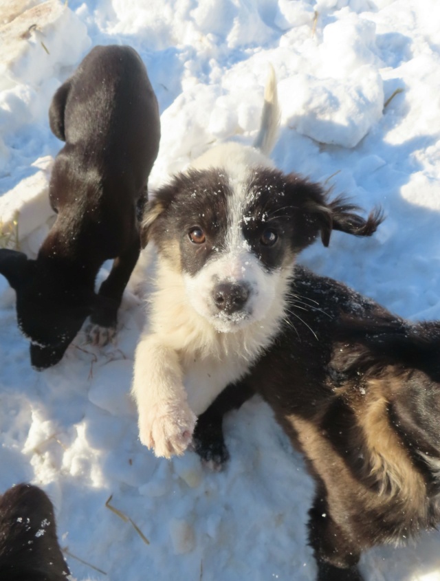 TOPAZE - chiot femelle, typée croisée border collie, de petite taille à l'âge adulte - née environ en septembre 2023 - REMEMBER ME LAND - Adoptée par Stéphanie (71)  Topaze25