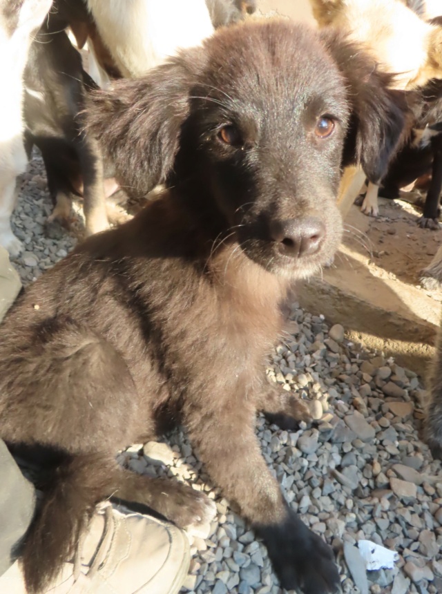 TORPILLE - chiot femelle, de taille moyenne à l'âge adulte - née environ en mai 2024 - REMEMBER ME LAND - Adoptée par Camille (73)  Torpil10