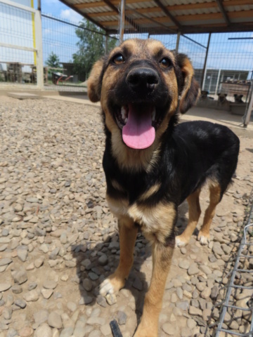 PEPIN (ex TWILIGHT) - chiot femelle, de taille petite à moyenne à l'âge adulte - née environ en décembre 2022 - (Centre RM Pascani en Roumanie) - Adoptée par Camille et Theo (75) Twilig10