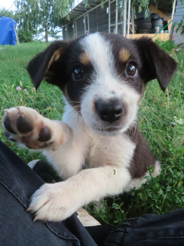 VEDETTE - chiot femelle, de taille petite à moyenne à l'âge adulte - née environ en mai 2024 - (Centre RM Pascani en Roumanie) - Adoptée par Corentin (1200 - Belgique) Vedett17