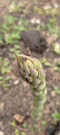 Asperges attaquées par un insecte parasite Img_2022