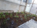 SOS plants de tomates suspect 34095910