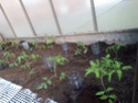 SOS plants de tomates suspect 34097710